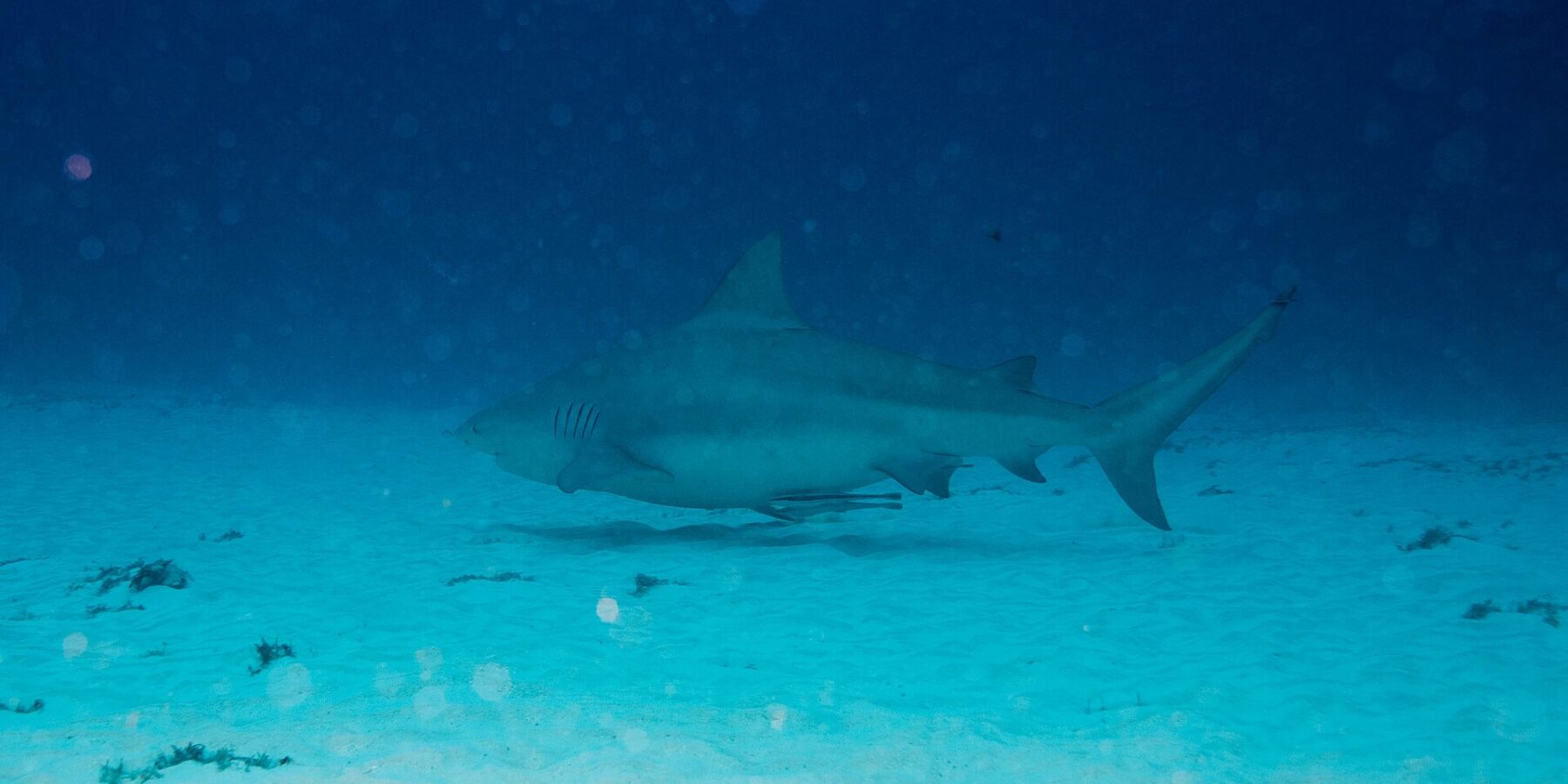 Uno squalo leuca di profilo, grigio e tozzo, nuota rasente a un fondale di sabbia bianca cosparso di ciuffi di alghe, con il blu scuro sopra