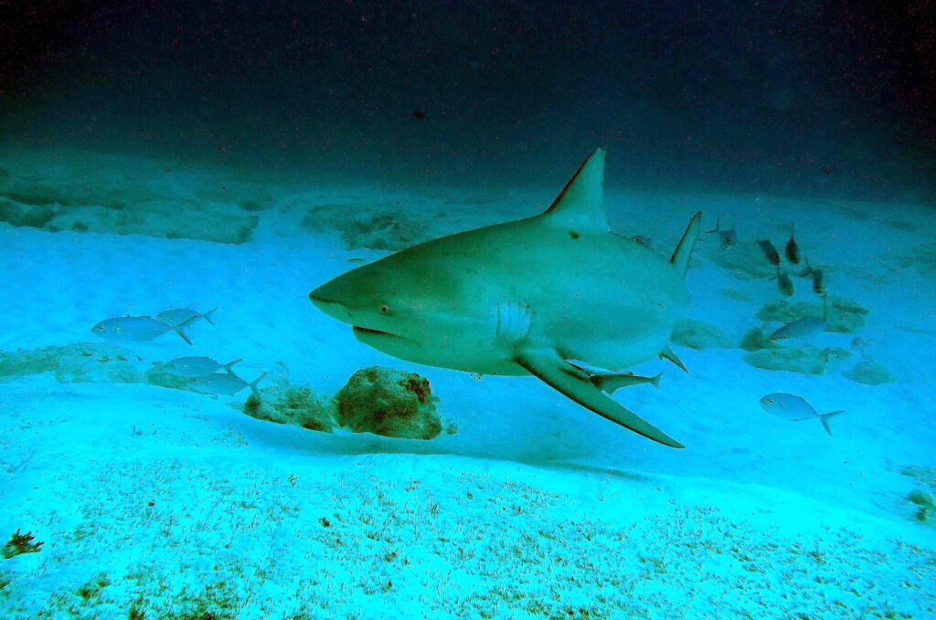 Uno squalo leuca di tre quarti sopra una sabbia bianca cosparsa di rocce, il muso corto e arrotondato, l'occhio piccolo, la prima dorsale alta e triangolare, una remora sotto il ventre e alcuni carangidi intorno