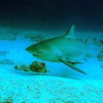 Uno squalo leuca di tre quarti sopra una sabbia bianca cosparsa di rocce, il muso corto e arrotondato, l'occhio piccolo, la prima dorsale alta e triangolare, una remora sotto il ventre e alcuni carangidi intorno