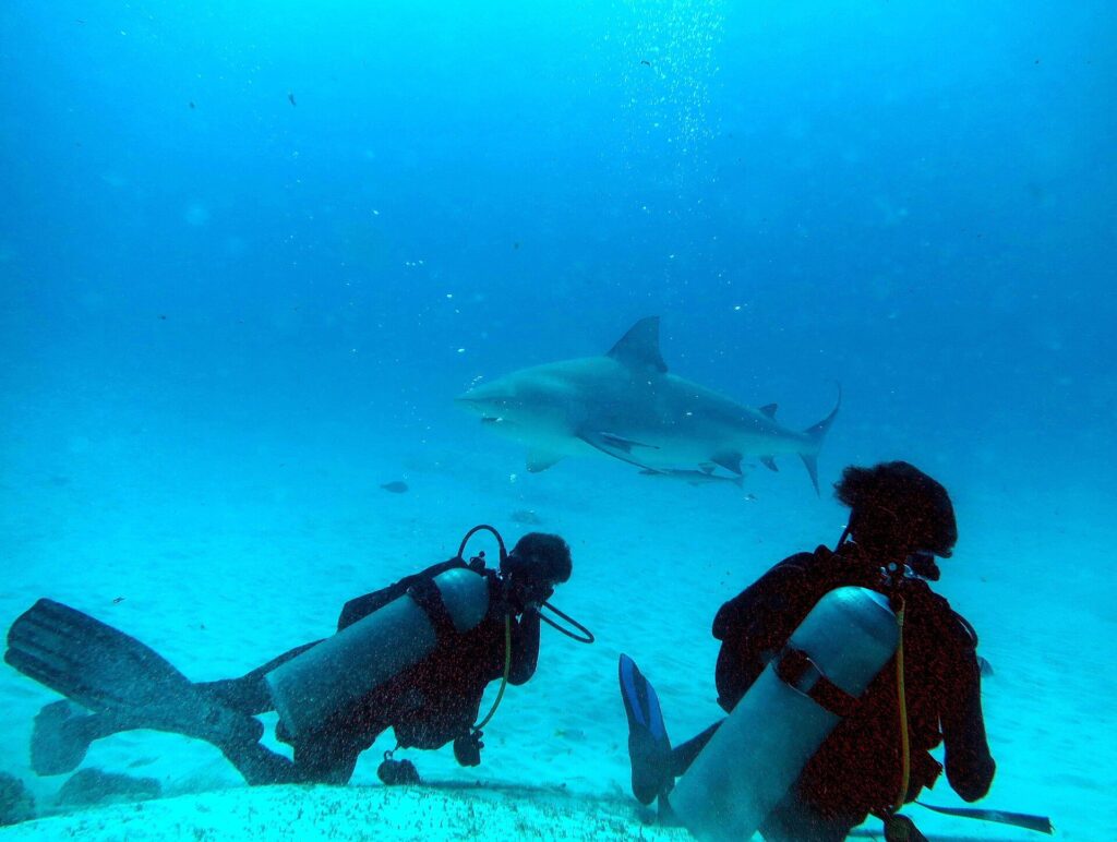 Due sub visti di spalle sulla sabbia bianca, uno disteso e l'altro in ginocchio, guardano passare sopra di loro un grande squalo leuca di profilo, con una remora sotto il ventre, in un'acqua blu luminosa