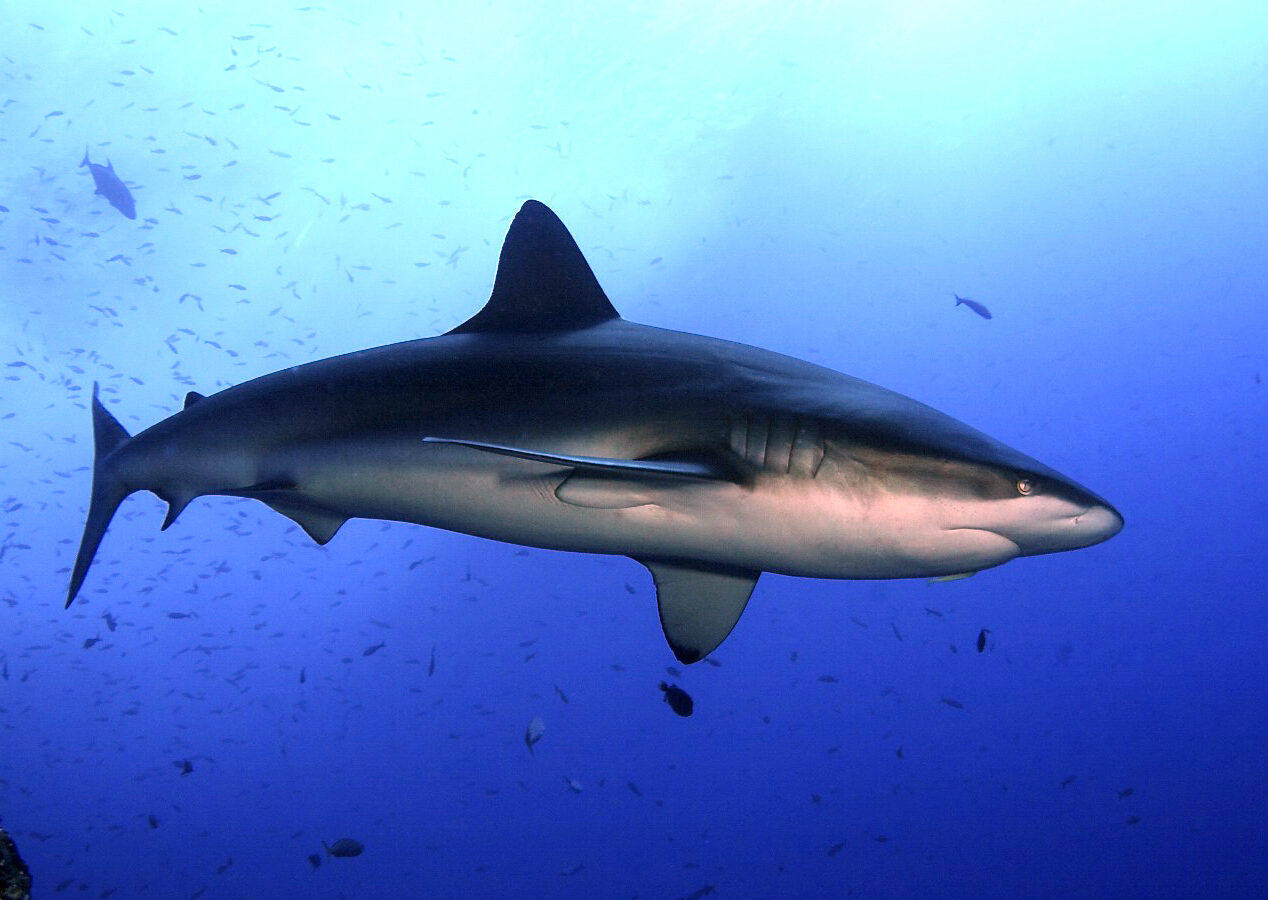 Uno squalo delle Galápagos nuota di profilo nel blu in mezzo a una nuvola di piccoli pesci: prima dorsale alta, dorso grigio-bruno, ventre bianco, muso largo e arrotondato