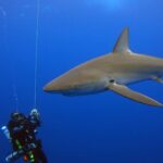 Un grande squalo delle Galápagos passa vicinissimo a sub con rebreather sospesi lungo una cima nel blu, la lunga pettorale e l'alta dorsale ben visibili