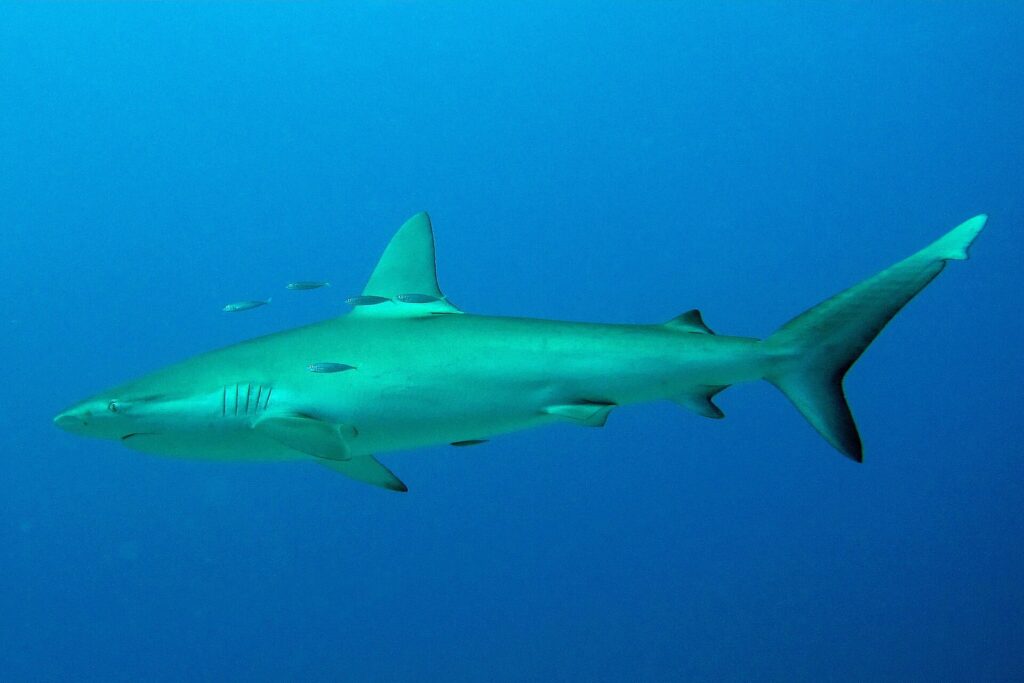 Uno squalo delle Galápagos di profilo in pieno blu, qualche piccolo pesce argentato intorno alla dorsale: corpo affusolato, prima dorsale alta e leggermente falcata, piccola seconda dorsale, coda lunga