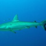Uno squalo delle Galápagos di profilo in pieno blu, qualche piccolo pesce argentato intorno alla dorsale: corpo affusolato, prima dorsale alta e leggermente falcata, piccola seconda dorsale, coda lunga