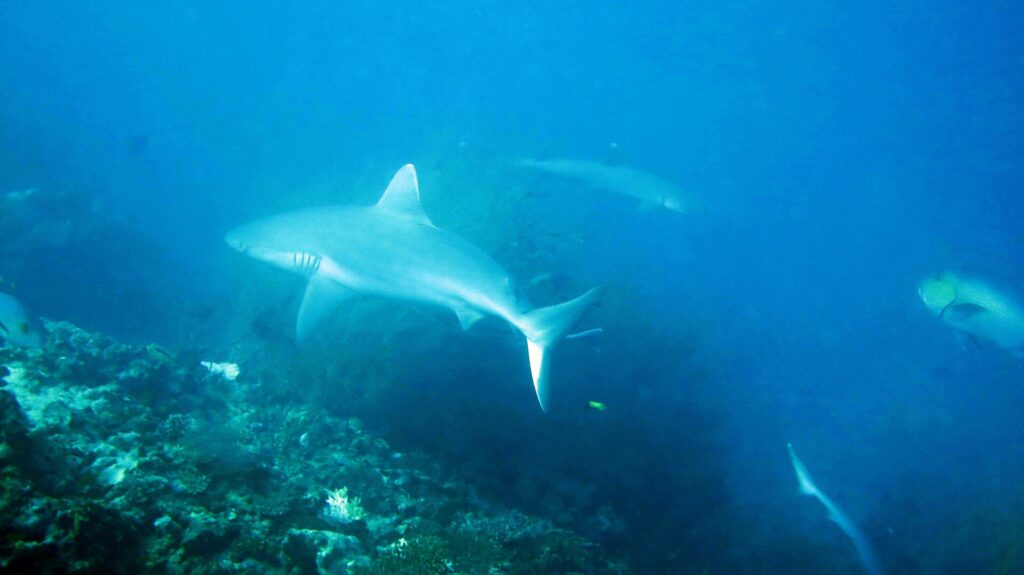 Uno squalo grigio di barriera dal corpo chiaro incrocia sopra il reef in un'acqua blu velata, con un secondo squalo in lontananza e la coda di un terzo in basso a destra.