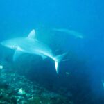 Uno squalo grigio di barriera dal corpo chiaro incrocia sopra il reef in un'acqua blu velata, con un secondo squalo in lontananza e la coda di un terzo in basso a destra.