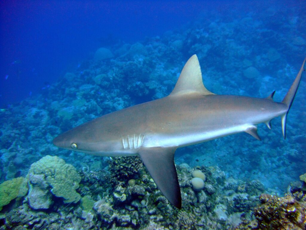 Uno squalo grigio di barriera visto di profilo, dorso bronzo, ventre bianco e pinna caudale orlata di nero, scivola sopra un reef di coralli in un'acqua blu.