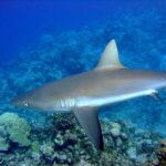 Uno squalo grigio di barriera visto di profilo, dorso bronzo, ventre bianco e pinna caudale orlata di nero, scivola sopra un reef di coralli in un'acqua blu.