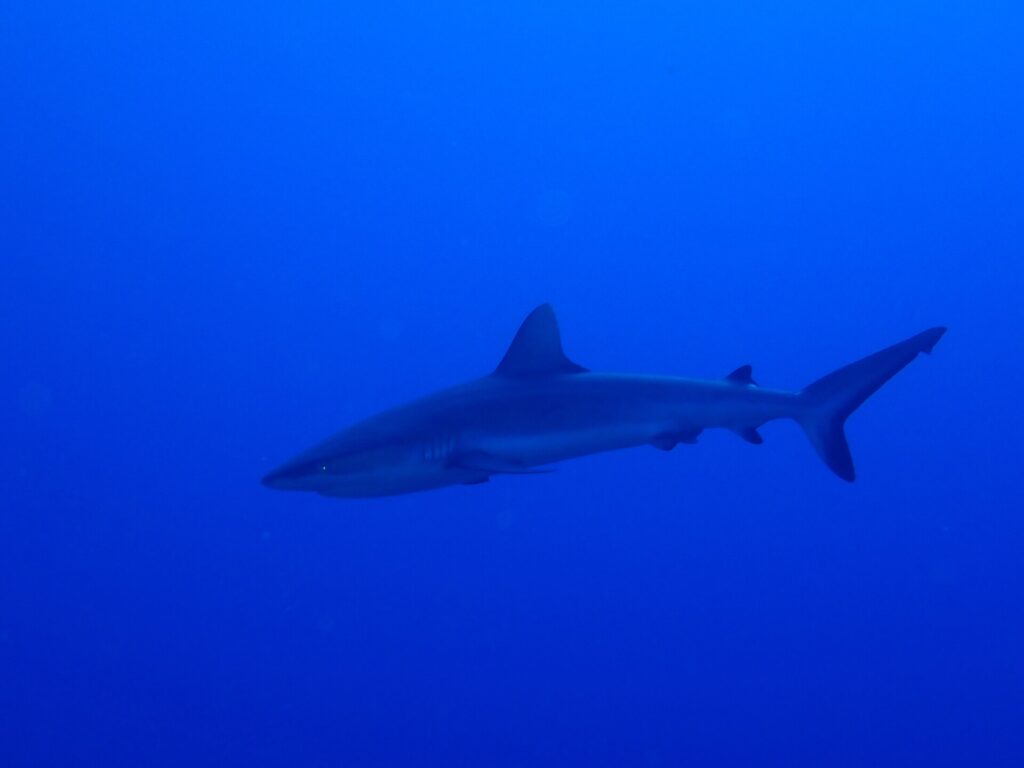 Uno squalo grigio di barriera scivola di profilo in un blu profondo e uniforme, con la pinna caudale sollevata