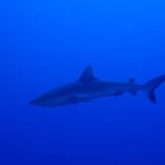 Uno squalo grigio di barriera scivola di profilo in un blu profondo e uniforme, con la pinna caudale sollevata