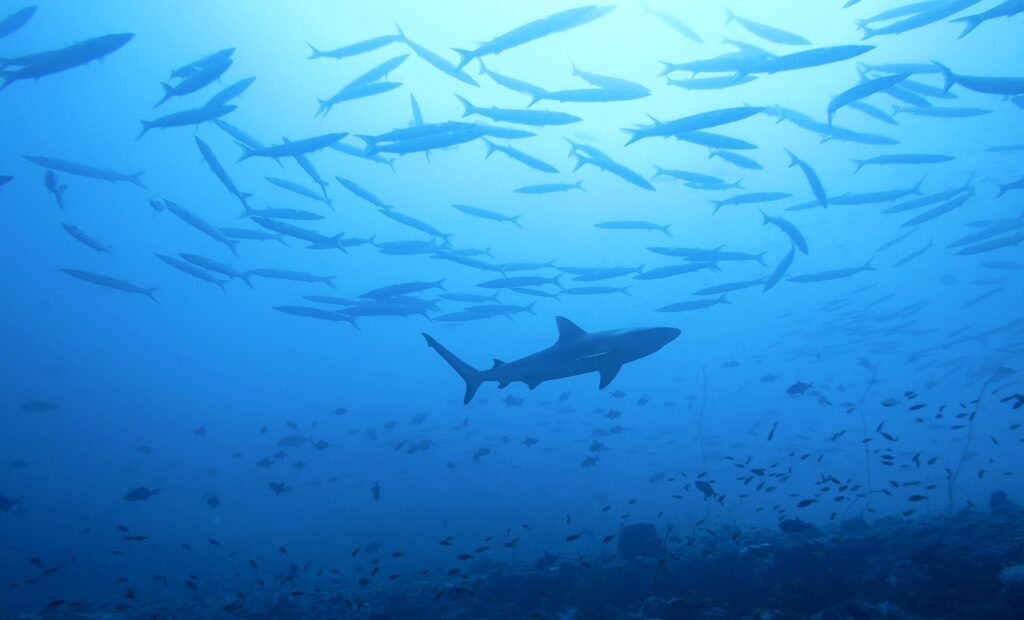 La sagoma di uno squalo grigio di barriera passa sotto un grande banco di barracuda, sopra un reef popolato di piccoli pesci