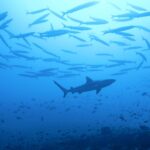 La sagoma di uno squalo grigio di barriera passa sotto un grande banco di barracuda, sopra un reef popolato di piccoli pesci