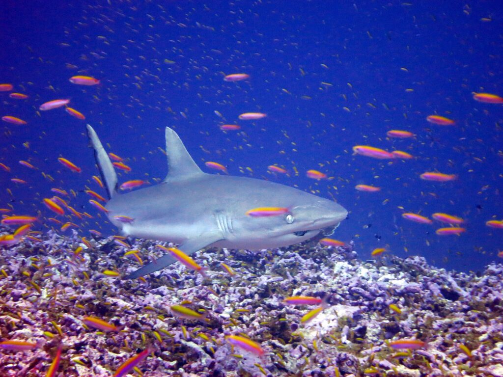 Uno squalo grigio di barriera nuota di tre quarti rasente a un reef, in mezzo a una nuvola di anthias arancioni: muso largo e arrotondato, occhio grande, prima dorsale grigia uniforme, margine posteriore della coda bordato di nero