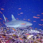 Uno squalo grigio di barriera nuota di tre quarti rasente a un reef, in mezzo a una nuvola di anthias arancioni: muso largo e arrotondato, occhio grande, prima dorsale grigia uniforme, margine posteriore della coda bordato di nero
