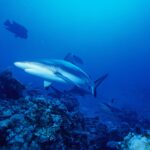 Diversi squali grigi di barriera pattugliano sopra un reef di corallo nel blu, il primo visto di tre quarti da sotto, con la coda bordata di nero e le pinne ventrali con la punta nera