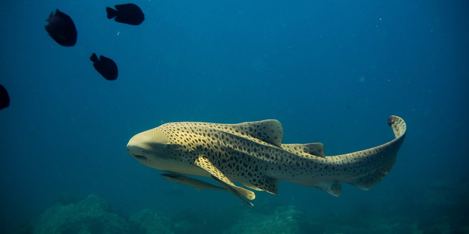 Uno squalo zebra adulto, corpo giallo sabbia coperto di macchie scure e lunga coda sollevata, nuota verso sinistra in pieno blu con una remora sotto il ventre, qualche pesce nero sopra e rocce sfocate sotto