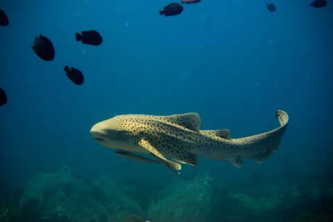 Uno squalo zebra adulto, corpo giallo sabbia coperto di macchie scure e lunga coda sollevata, nuota verso sinistra in pieno blu con una remora sotto il ventre, qualche pesce nero sopra e rocce sfocate sotto