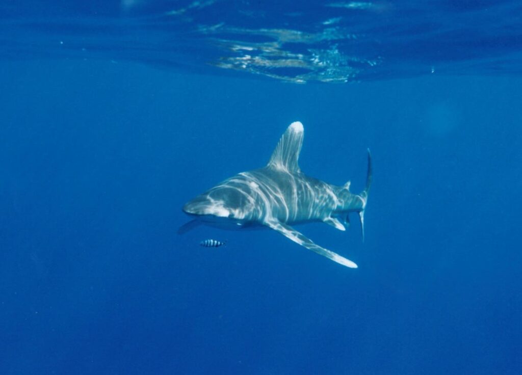 Uno squalo longimano nuota appena sotto la superficie verso l'obiettivo, il dorso striato di riflessi di sole, un pesce pilota a strisce davanti al muso