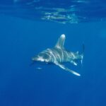 Uno squalo longimano nuota appena sotto la superficie verso l'obiettivo, il dorso striato di riflessi di sole, un pesce pilota a strisce davanti al muso