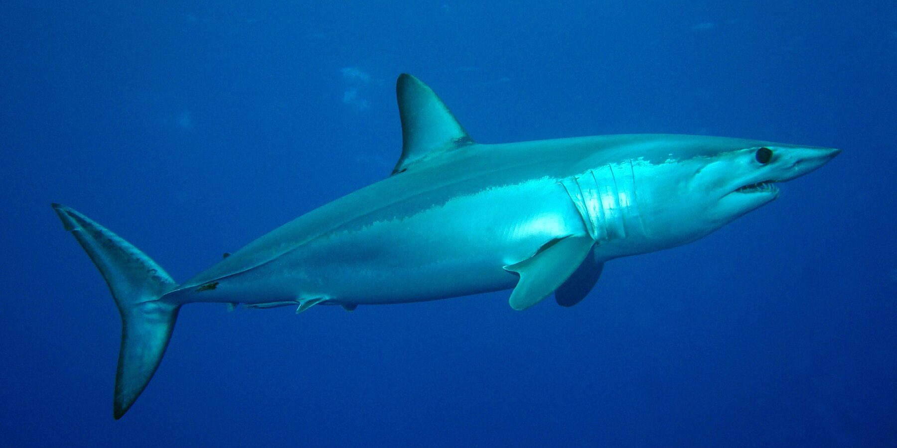 Uno squalo mako visto di lato, dorso blu metallico e ventre bianco, muso appuntito, denti in vista e grande occhio nero, nel blu del Banco Condor