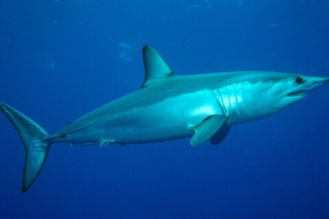 Uno squalo mako visto di lato, dorso blu metallico e ventre bianco, muso appuntito, denti in vista e grande occhio nero, nel blu del Banco Condor
