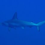Uno squalo martello smerlato visto di lato e leggermente da sotto, nuota da sinistra a destra in un blu uniforme