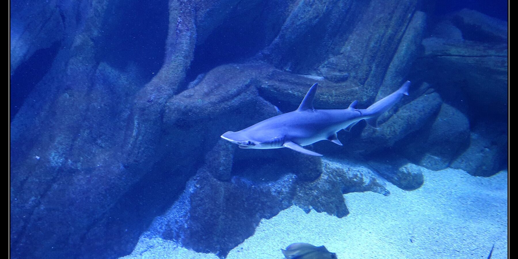 Uno squalo martello comune nuota di profilo, con la testa a sinistra, nella vasca blu di un acquario: la testa appiattita a martello con l'occhio all'estremità, un'alta pinna dorsale e il ventre chiaro; una razza e un altro squalo passano sulla sabbia più in basso