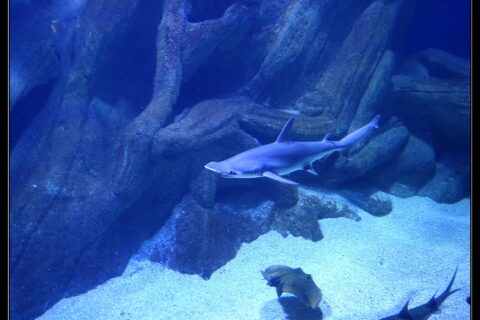 Uno squalo martello comune nuota di profilo, con la testa a sinistra, nella vasca blu di un acquario: la testa appiattita a martello con l'occhio all'estremità, un'alta pinna dorsale e il ventre chiaro; una razza e un altro squalo passano sulla sabbia più in basso