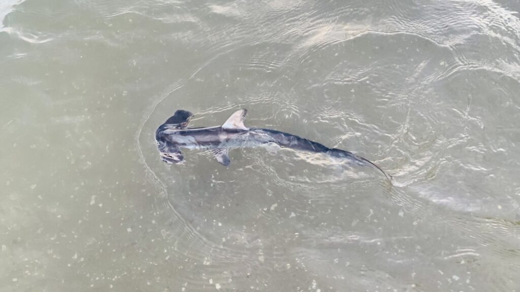 Un giovane squalo martello comune visto dall'alto in un'acqua verde e poco profonda, la testa a martello a sinistra, la pinna dorsale e le pettorali aperte