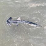 Un giovane squalo martello comune visto dall'alto in un'acqua verde e poco profonda, la testa a martello a sinistra, la pinna dorsale e le pettorali aperte