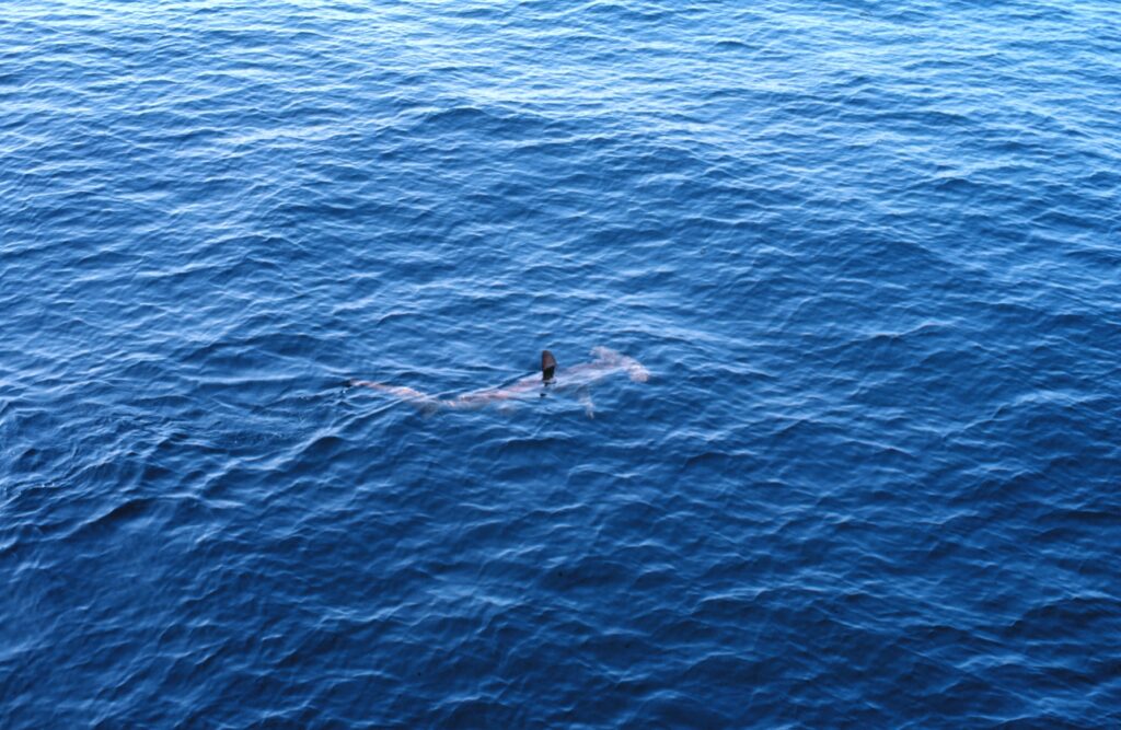 Uno squalo martello comune visto dall'alto, appena sotto la superficie di un mare blu, la pinna dorsale fuori dall'acqua e la testa a martello ben visibile davanti
