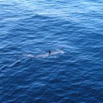 Uno squalo martello comune visto dall'alto, appena sotto la superficie di un mare blu, la pinna dorsale fuori dall'acqua e la testa a martello ben visibile davanti