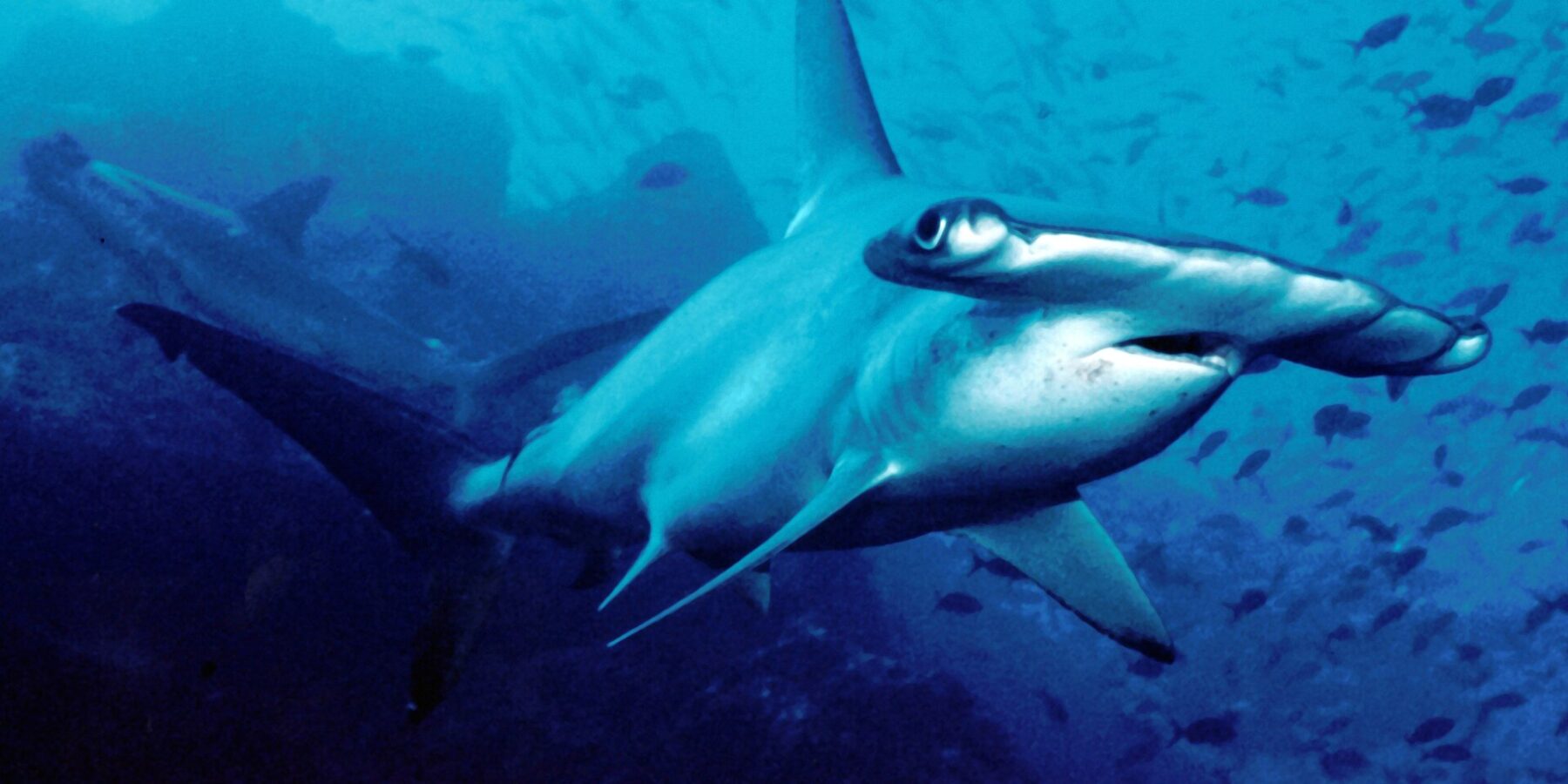 Uno squalo martello smerlato nuota verso l'obiettivo nell'acqua blu, un secondo esemplare sullo sfondo, piccoli pesci sopra di lui
