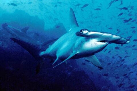 Uno squalo martello smerlato nuota verso l'obiettivo nell'acqua blu, un secondo esemplare sullo sfondo, piccoli pesci sopra di lui