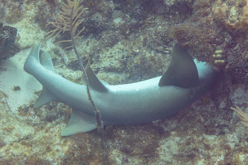Uno squalo nutrice sdraiato sul fondo, con la testa infilata sotto uno strapiombo del reef: due dorsali arrotondate, la prima più grande, un'ampia pettorale arrotondata e una lunga coda senza lobo inferiore