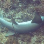Uno squalo nutrice sdraiato sul fondo, con la testa infilata sotto uno strapiombo del reef: due dorsali arrotondate, la prima più grande, un'ampia pettorale arrotondata e una lunga coda senza lobo inferiore