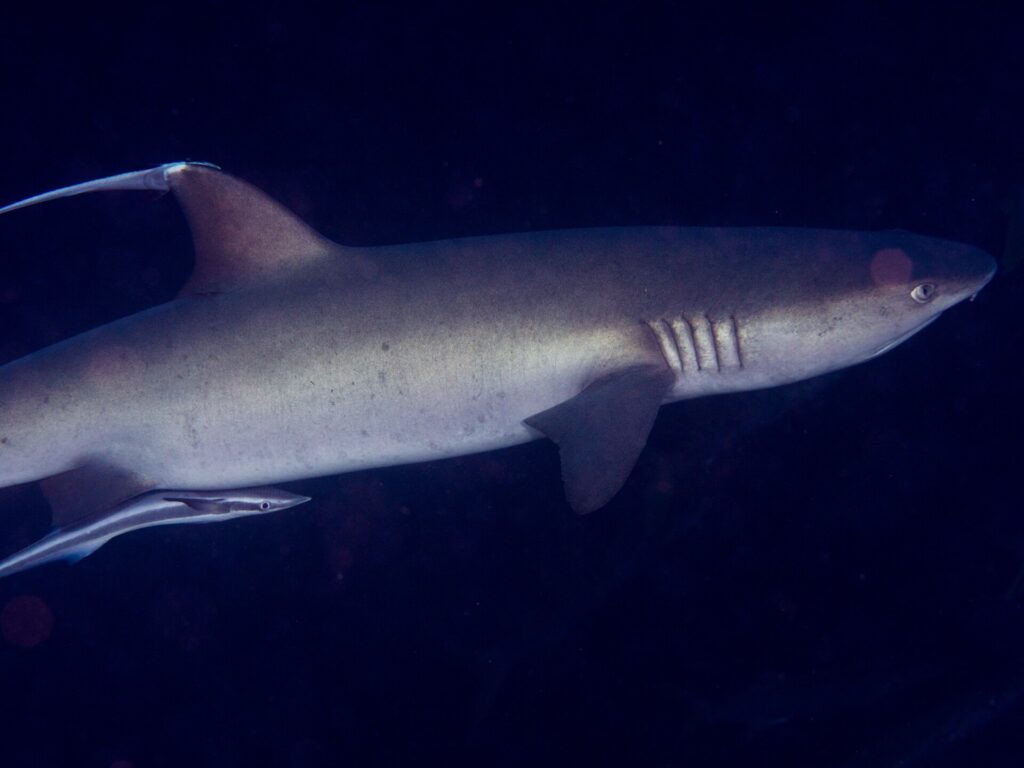 Uno squalo pinna bianca grigio visto di profilo, testa a destra, con la pinna dorsale e le fessure branchiali ben visibili, seguito da una remora sotto il ventre, su uno sfondo d'acqua scura.