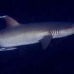Uno squalo pinna bianca grigio visto di profilo, testa a destra, con la pinna dorsale e le fessure branchiali ben visibili, seguito da una remora sotto il ventre, su uno sfondo d'acqua scura.