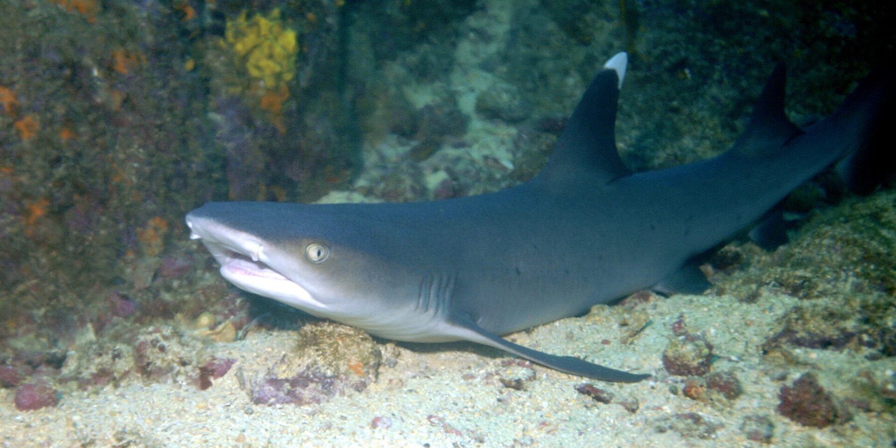 Uno squalo pinna bianca di barriera a riposo sulla sabbia ai piedi di una parete rocciosa, la bocca socchiusa e la punta della prima dorsale di un bianco vivo