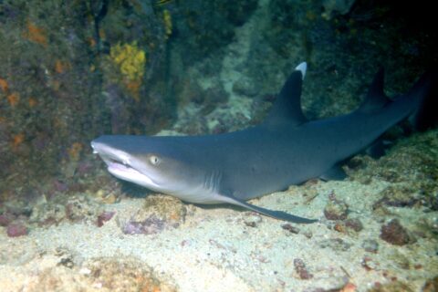 Uno squalo pinna bianca di barriera a riposo sulla sabbia ai piedi di una parete rocciosa, la bocca socchiusa e la punta della prima dorsale di un bianco vivo