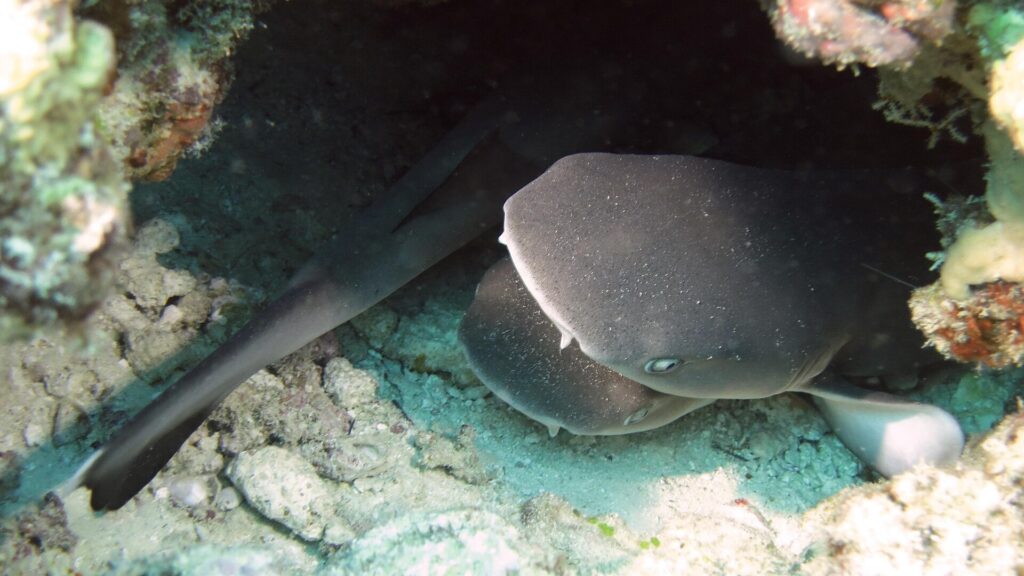 Diversi giovani squali pinna bianca di barriera stretti in una cavità del reef, in primo piano una testa larga e appiattita dal muso arrotondato vista di fronte