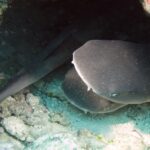 Diversi giovani squali pinna bianca di barriera stretti in una cavità del reef, in primo piano una testa larga e appiattita dal muso arrotondato vista di fronte