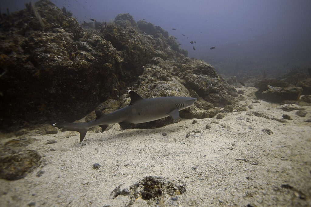 Uno squalo pinna bianca di barriera nuota di profilo rasente la sabbia lungo un reef roccioso, con le punte bianche della prima dorsale e della parte alta della coda ben visibili