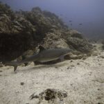 Uno squalo pinna bianca di barriera nuota di profilo rasente la sabbia lungo un reef roccioso, con le punte bianche della prima dorsale e della parte alta della coda ben visibili