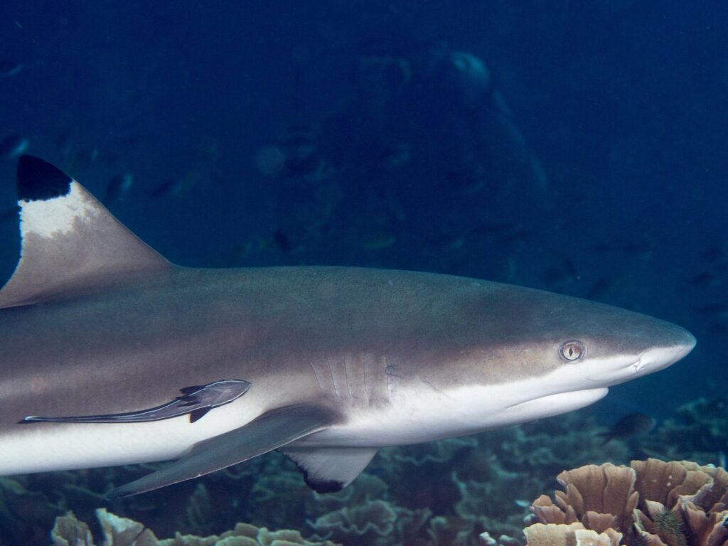 Uno squalo pinna nera visto di profilo in primo piano, testa a destra, pinna dorsale con la punta nera e una remora attaccata al fianco, che costeggia coralli a lattuga su un fondo d'acqua blu scuro.