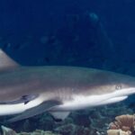 Uno squalo pinna nera visto di profilo in primo piano, testa a destra, pinna dorsale con la punta nera e una remora attaccata al fianco, che costeggia coralli a lattuga su un fondo d'acqua blu scuro.