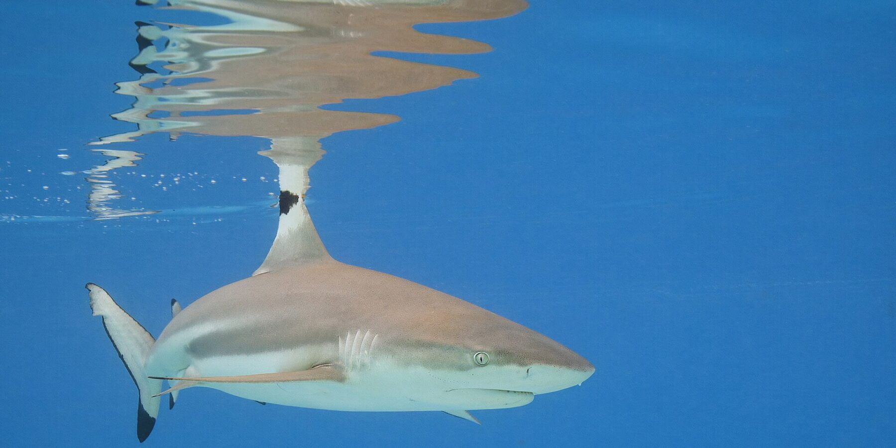 Uno squalo pinna nera di barriera nuota appena sotto la superficie di un'acqua blu, con la punta nera della prima dorsale che affiora e il suo riflesso disegnato in superficie, la punta nera del lobo inferiore della coda ben visibile