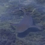 Uno squalo pinna nera visto dall'alto attraverso la superficie, che nuota in pochissima acqua sopra coralli cuoio, con la punta nera della coda ben visibile, in una luce velata.