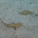 Due giovani squali pinna nera visti dall'alto in acqua limpida e bassissima, sopra la sabbia e i detriti di corallo, con le punte nere delle pinne ben visibili