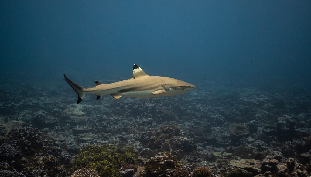Uno squalo pinna nera di barriera nuota di profilo sopra un reef di corallo, la punta nera della prima dorsale sottolineata da una fascia chiara, le altre pinne e il lobo inferiore della coda con l'estremità nera, una fascia scura e poi una chiara sul fianco